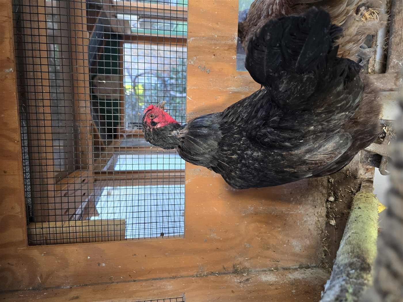 Wicked in the hen house